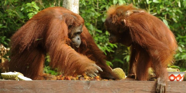 Kebakaran Hutan di Taman Nasional Tanjung Puting Luas 513,89 Hektare