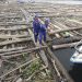 TNI AL Amankan 2 Kapal Bawa 8 Ribu Kayu Ilegal di Pulau Buru