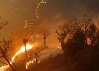 Karhutla Jatim Meluas 7363 Hektare, Sebagian Besar di Kawasan Konservasi