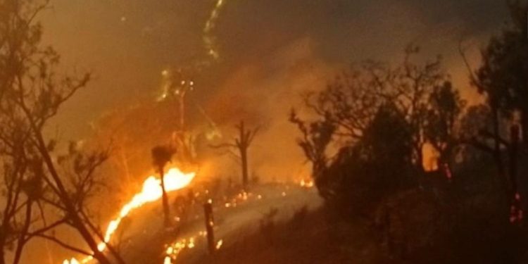 Karhutla Jatim Meluas 7363 Hektare, Sebagian Besar di Kawasan Konservasi