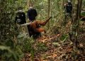 8 Orangutan Ditranslokasi ke Hutan Lindung Ketapang karena Ancaman Karhutla