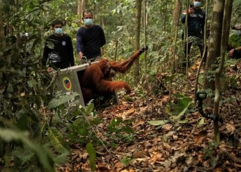 8 Orangutan Ditranslokasi ke Hutan Lindung Ketapang karena Ancaman Karhutla