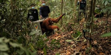 8 Orangutan Ditranslokasi ke Hutan Lindung Ketapang karena Ancaman Karhutla