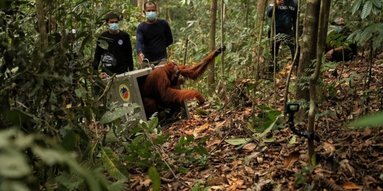 8 Orangutan Ditranslokasi ke Hutan Lindung Ketapang karena Ancaman Karhutla